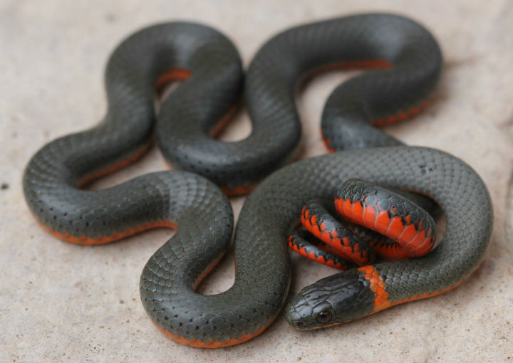 Ringneck Snake